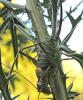 Ephippiger diurnus diurnus